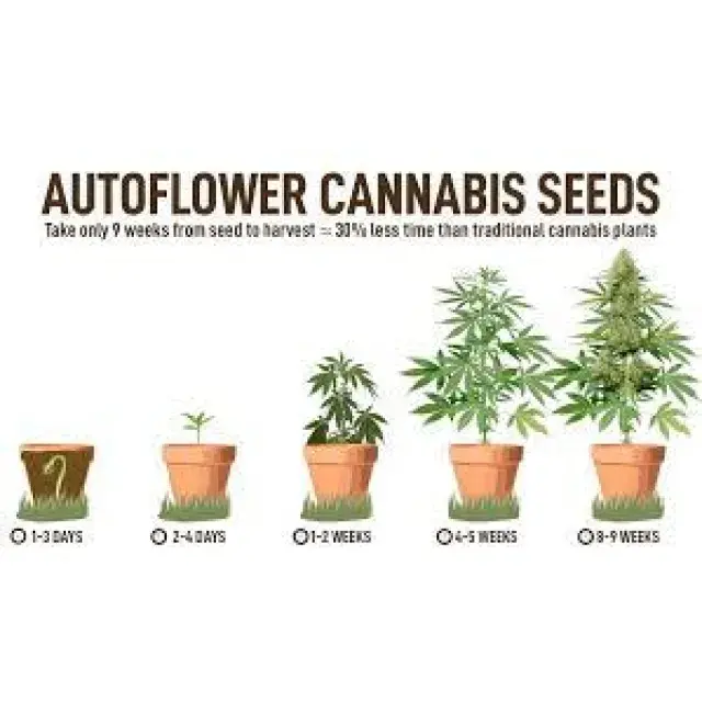 Top Popular Auto Flowering Cannabis Seeds Strains You Can Find.