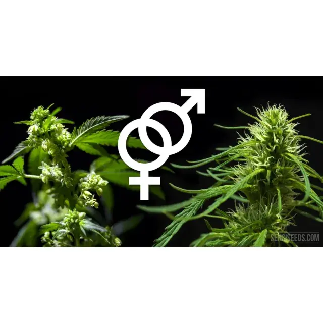 The Benefits of Feminized Cannabis Seeds: Why They're the Way to Go