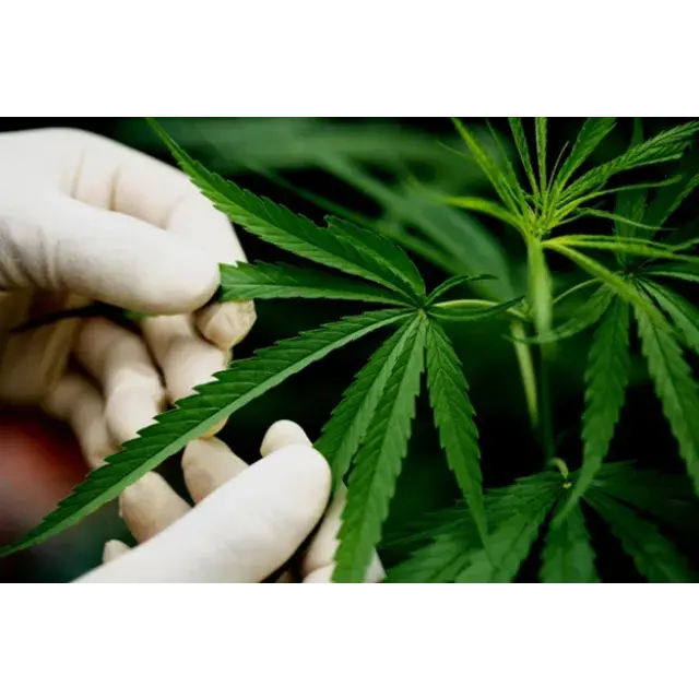 Discount Cannabis Seeds