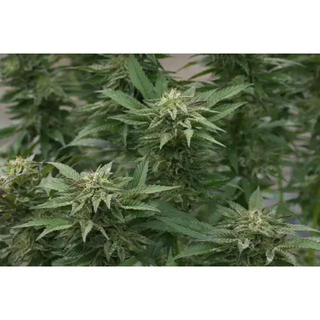 Discover the Ultimate Cannabis Seeds Store: Unleash Unbeatable Savings