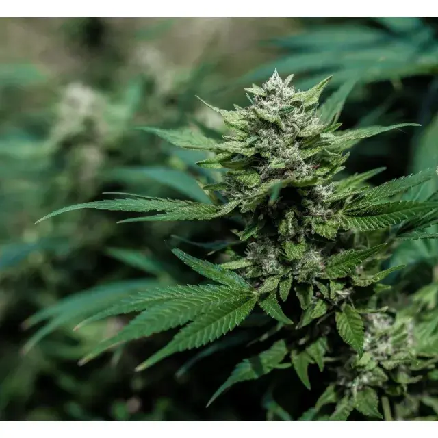 Discount Cannabis Seeds: Your One-Stop Shop for Quality and Savings