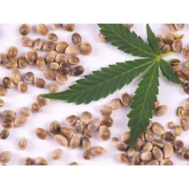 Maximizing Your Yield: Tips and Tricks for Growing Cannabis Seeds Indoors.