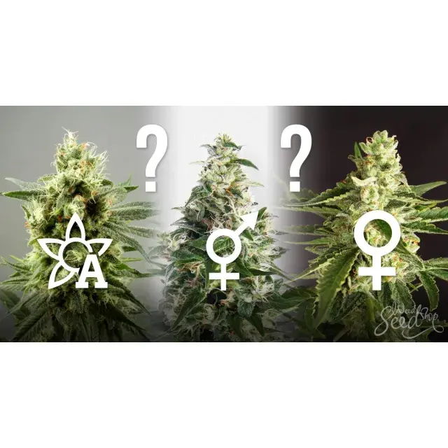 The Guide to Buying Cannabis Seeds at Discount Cannabis Seeds.