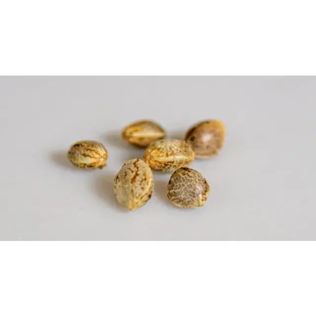 Discover Hidden Gems: Underrated Cannabis Seed Strains Worth Your Attention at Discount Cannabis Seeds.