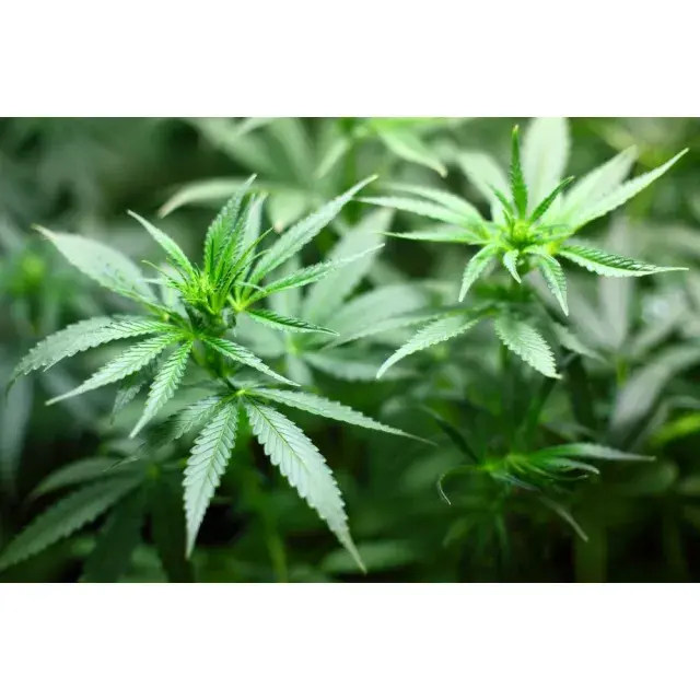 Entdecken Sie Ihren grünen Daumen: Monatlicher Einkaufsführer für die besten Samen von Discount Cannabis Seeds für den Start im August.