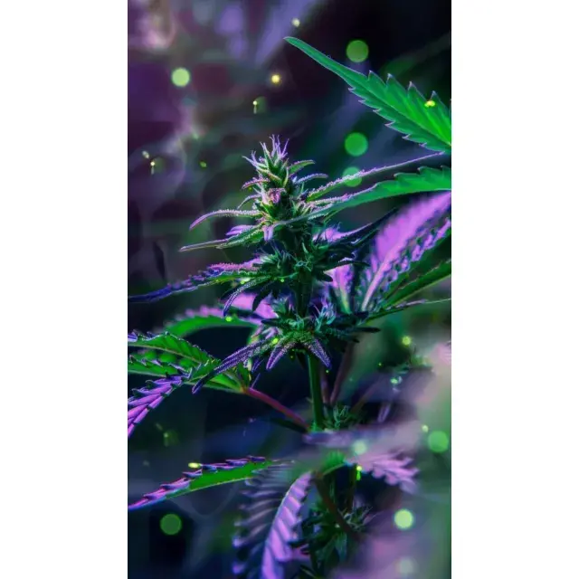 Top-Quality Strains: Discover Our Exclusive Cannabis Seeds.