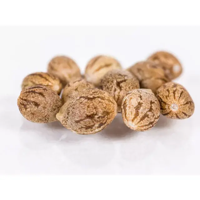 Discover 10 Things You Didn’t Know About Cannabis Seeds.
