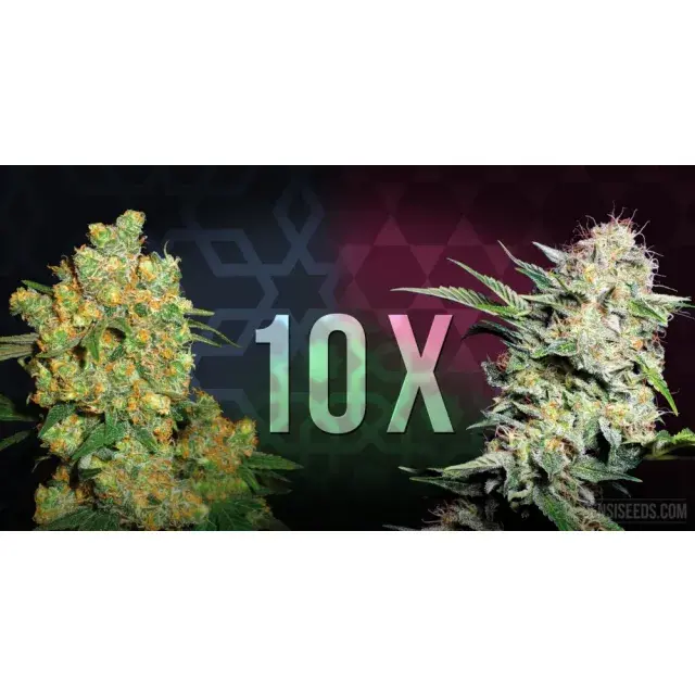 Discover What’s Trending in the Seed World Right Now at Discount Cannabis Seeds.