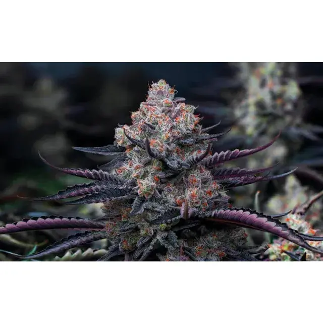 Cheap Cannabis Seeds vs Premium Lines: What Actually Changes?