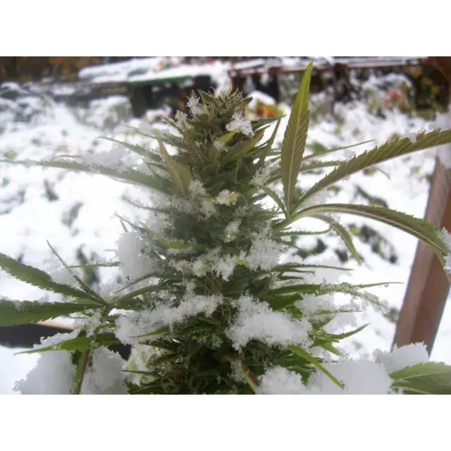 How to Extend Outdoor Cannabis Seeds Grow Seasons in Cold Climates