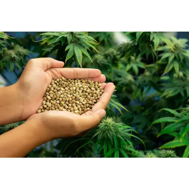How Long Does It Take Cannabis Seeds to Grow? (Seed to Harvest Timeline Guide 2026)