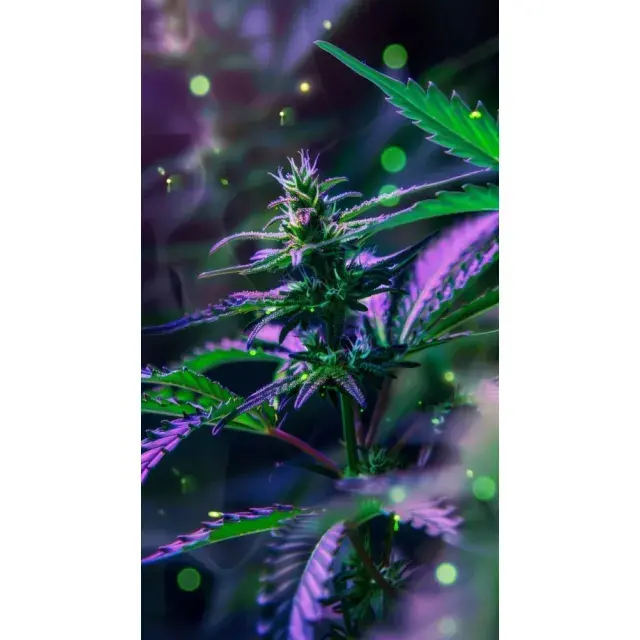 Why Some Cannabis Seeds Strains Taste Different in Different Climates.