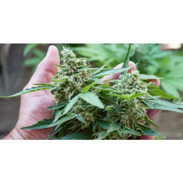 Discover the Fastest Flowering Cannabis Seeds: Your Guide at Discount Cannabis Seeds.