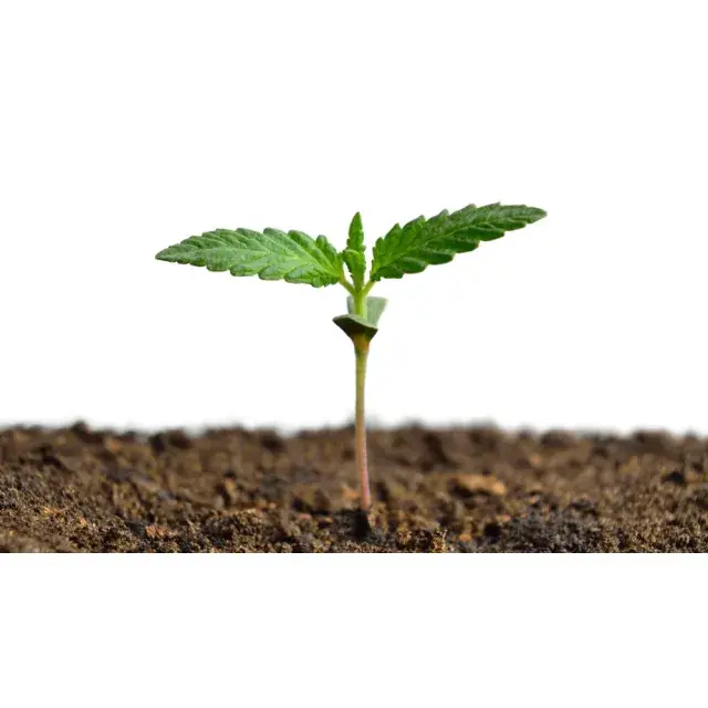 Cannabis Seeds: The Top 5 Easiest Strains to Grow from Seed.