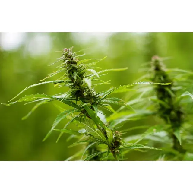 Explore the Collection of Cannabis Seeds at Discount Cannabis Seeds