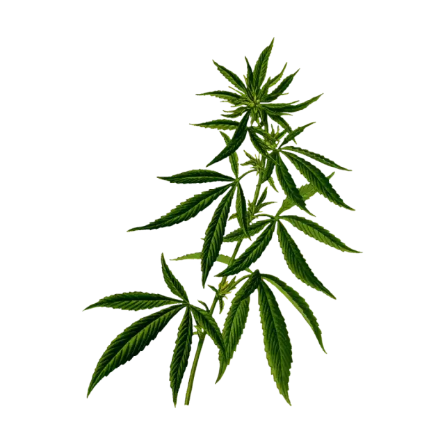 Discount Cannabis Seeds - Your Source for Affordable Cannabis Seeds