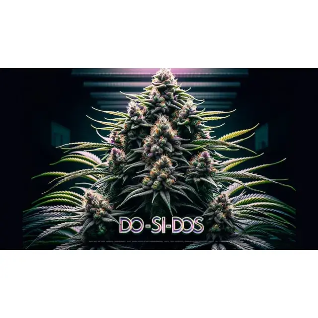 Customer Reviews and Testimonials for Do Si Dos Cannabis Seeds.