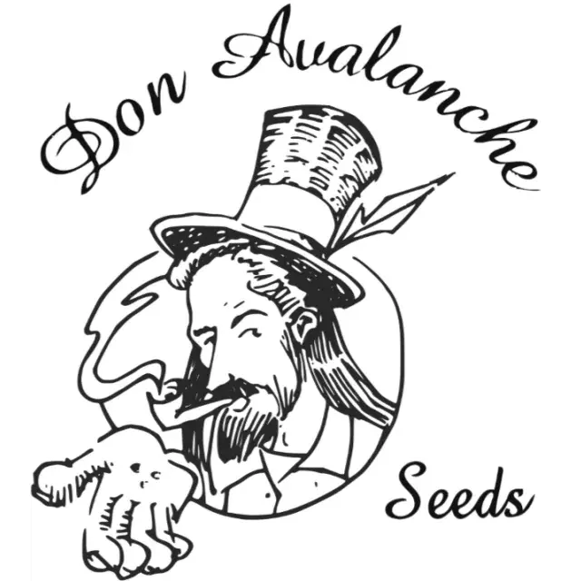 Don Avalanche Seeds from Discount Cannabis Seeds