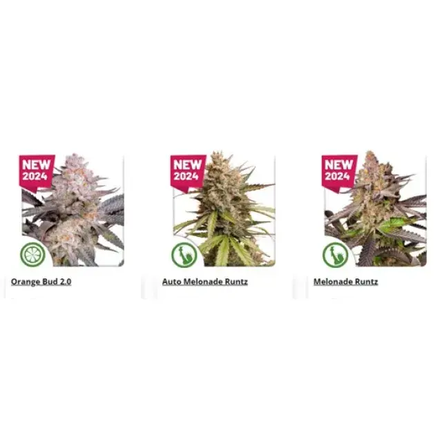 New Strains from Dutch Passion - Discount Cannabis Seeds