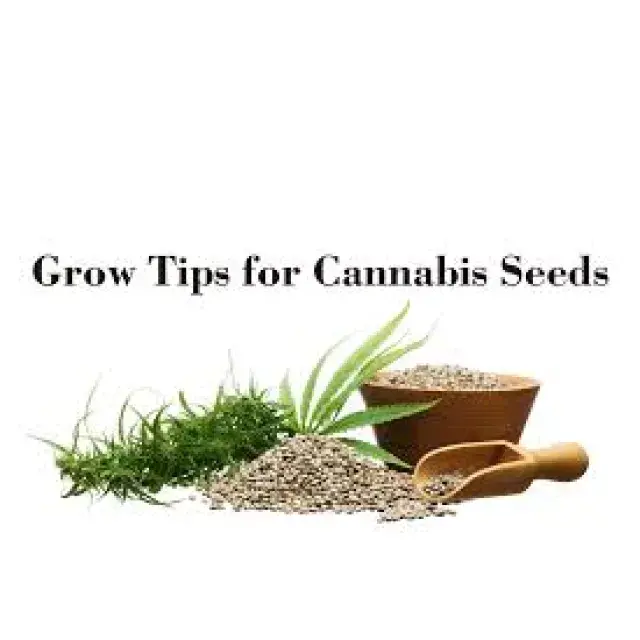 Art of Cultivation: Unveiling the Perfect Cannabis Seeds Strain.