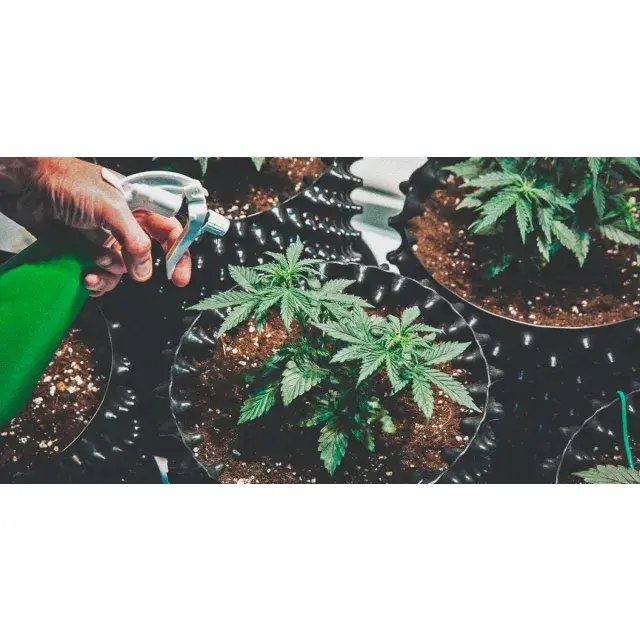Discovering the Ultimate Low-Maintenance Cannabis Seeds.