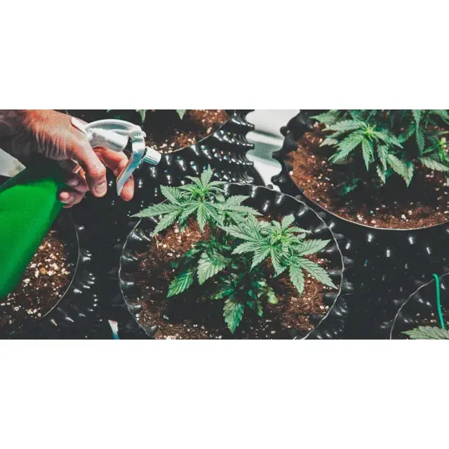 Top 10 Easy-Grow Cannabis Seeds for Beginners (Feminised & Autos)