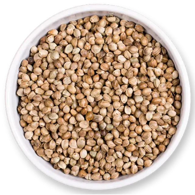 Cannabis Seeds - Eating Weed Seeds - Discount Cannabis Seeds.