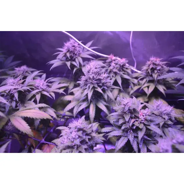 The Art of Growing and Cultivating Frosty Cannabis Seeds.