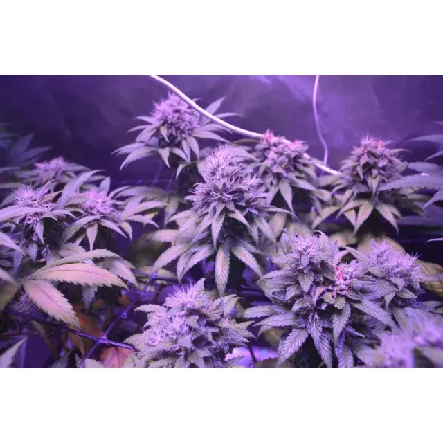 How Experienced Growers Decide Which Cannabis Seeds to Grow Again.