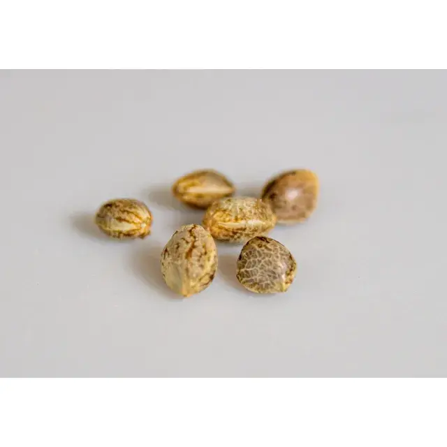 Discover the Variety of Zkittlez Cannabis Seeds at Discount Cannabis Seeds.
