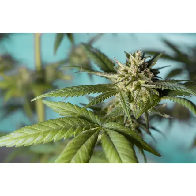 Comparison of Regular, Feminized, and Auto-Flowering Cannabis Seeds.