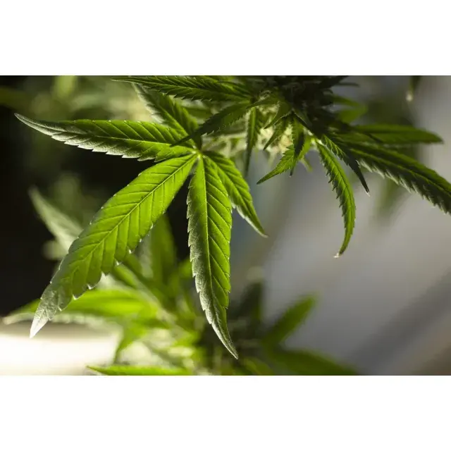 Cheese Cannabis Seeds– An Expert Guide to the Top 10 Varieties at Discount Cannabis Seeds.
