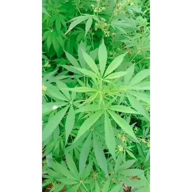 Unlock Global Access: Bulk Cannabis Seeds from Us at Discount Cannabis Seeds for Worldwide Shipping.