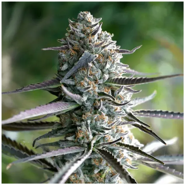 Top Fast Flowering Cannabis Seeds Strains: Quick Turnaround Picks at Discount Cannabis Seeds.