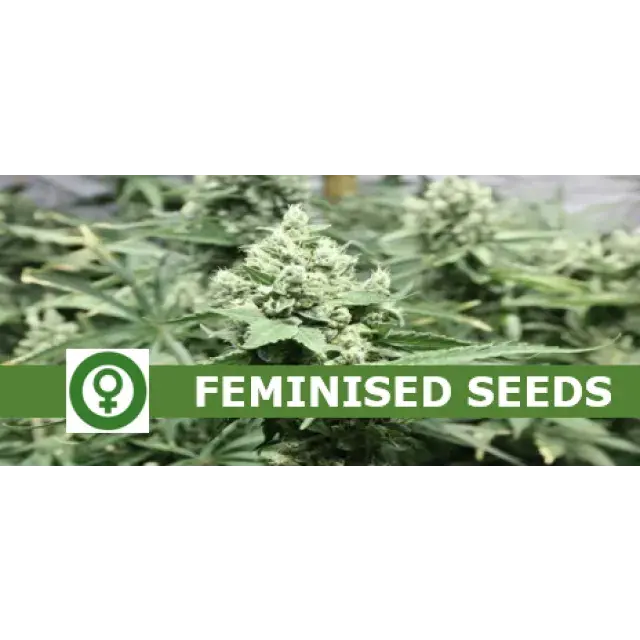 Cannabis Seeds - How Are Feminised Strains Produced.