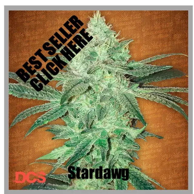Cаnnаbіѕ Seeds  Rеvіеw - Stаrdаwg frоm Fаѕt Budѕ 
