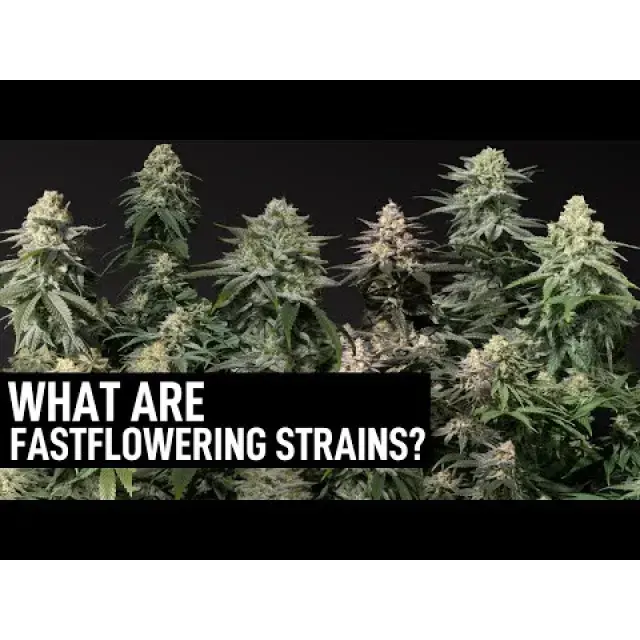 Discover the Speedy Delights: Fast Flowering Cannabis Seeds Strains