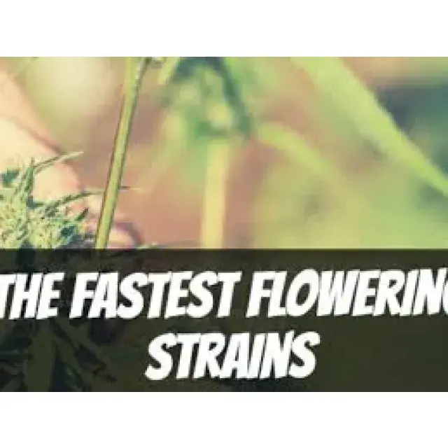 Cultivating Fast Flowering Cannabis Seeds Strains.