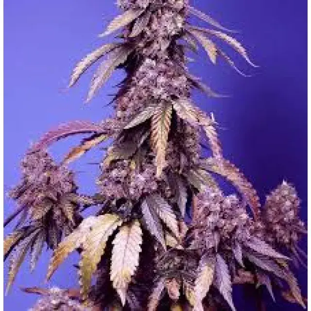 Fast Cannabis Seeds: Fast Version Cannabis Seeds at Discount Cannabis Seeds.