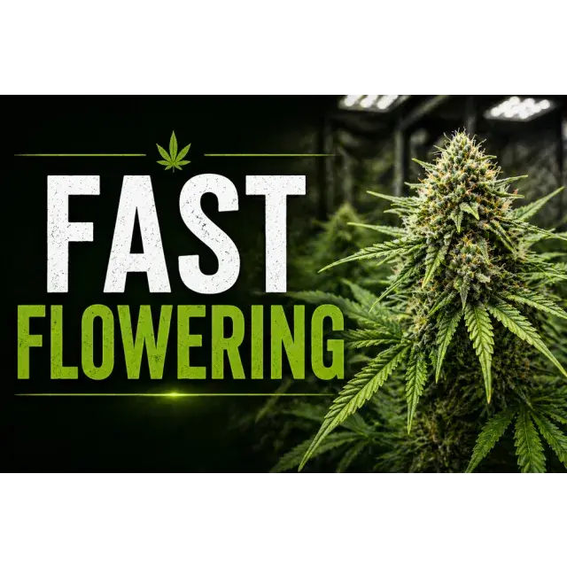 Fast Flowering Cannabis Seeds At Discount Cannabis Seeds.