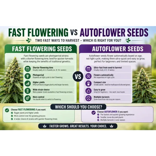 Cannabis Seeds: Fast Flowering vs Auto flower Cannabis Seeds.
