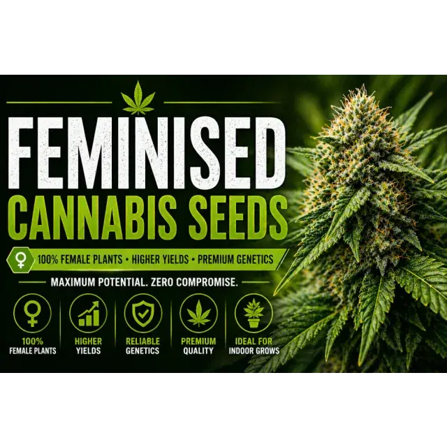 Feminised Cannabis Seeds UK (Complete Grower’s Guide 2026).