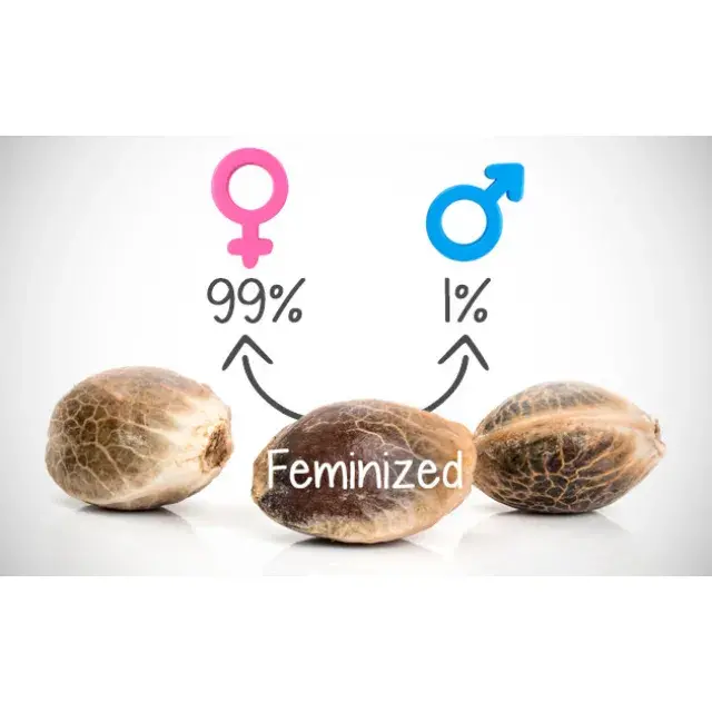 The Strongest Feminised Cannabis Seeds Ever Released (2020–2025).