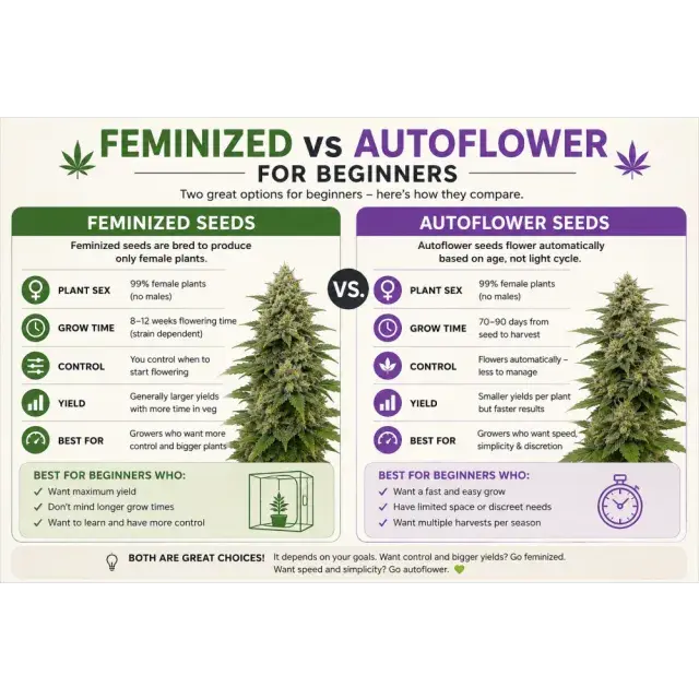 Cannabis Seeds: Feminized vs Auto flower Cannabis Seeds for Beginners.