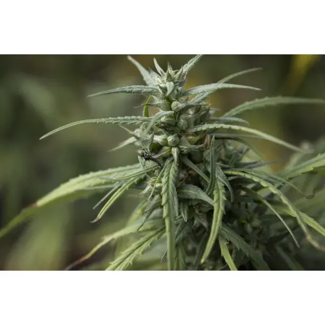 Discover the Key to Uncovering the Best CBD Cannabis Seeds.