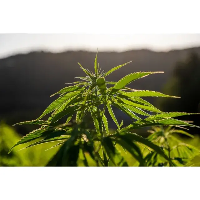 How to Choose the Perfect Cannabis Seeds for Every Grower.