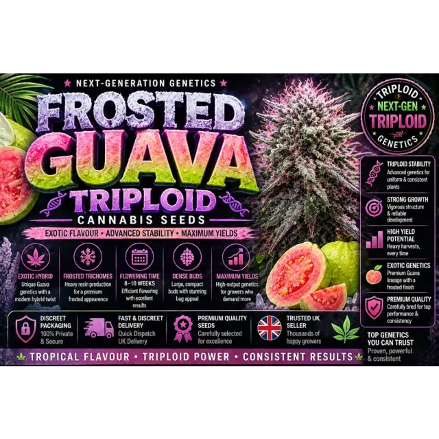 Frosted Guava Triploid Cannabis Seeds (Next-Gen Exotic Guide).