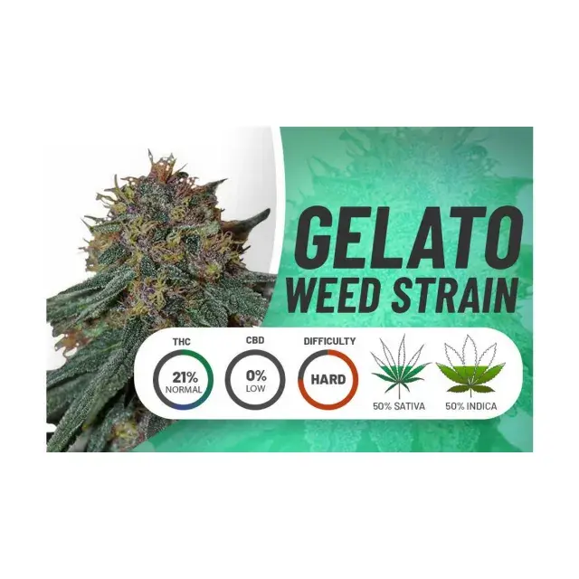 Indulge in the Finest Gelato Cannabis Seeds Strains With Us.