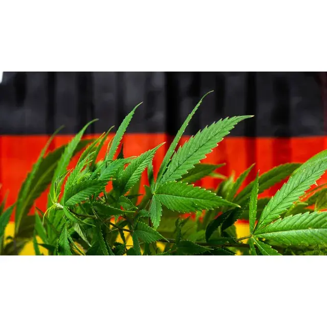 The Best Cannabis Seeds Options for the German Market.