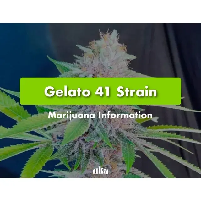 Advantages of Purchasing Gelato Cannabis Seeds from a Reliable Store.